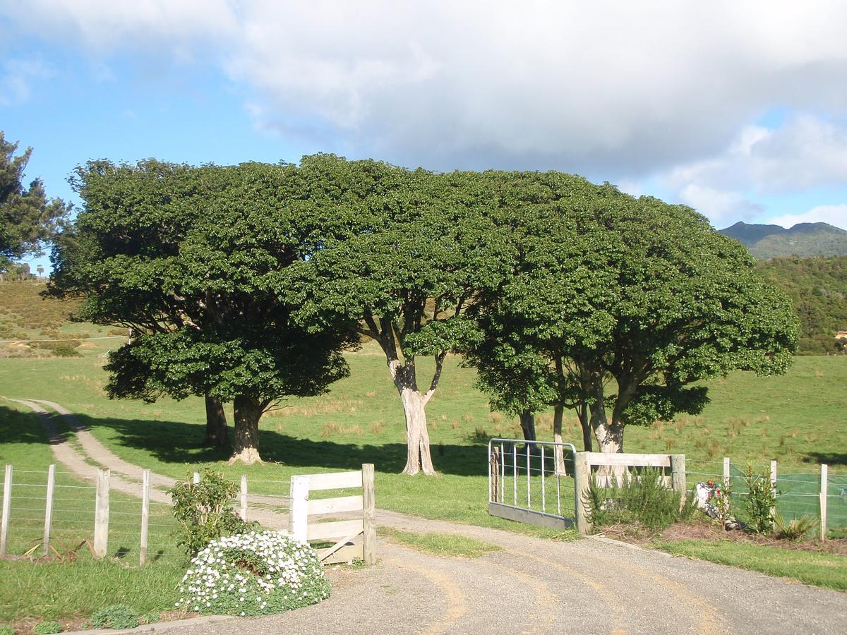 Nga Puriri Bed And Breakfast Hicks Bay Exterior photo